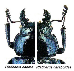 ID lucanide-Platycerus caraboides? - Platycerus caprea